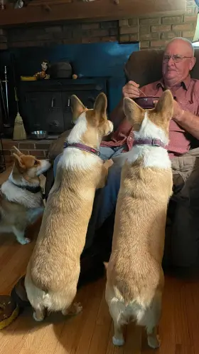 3 funny pembroke welsh corgis