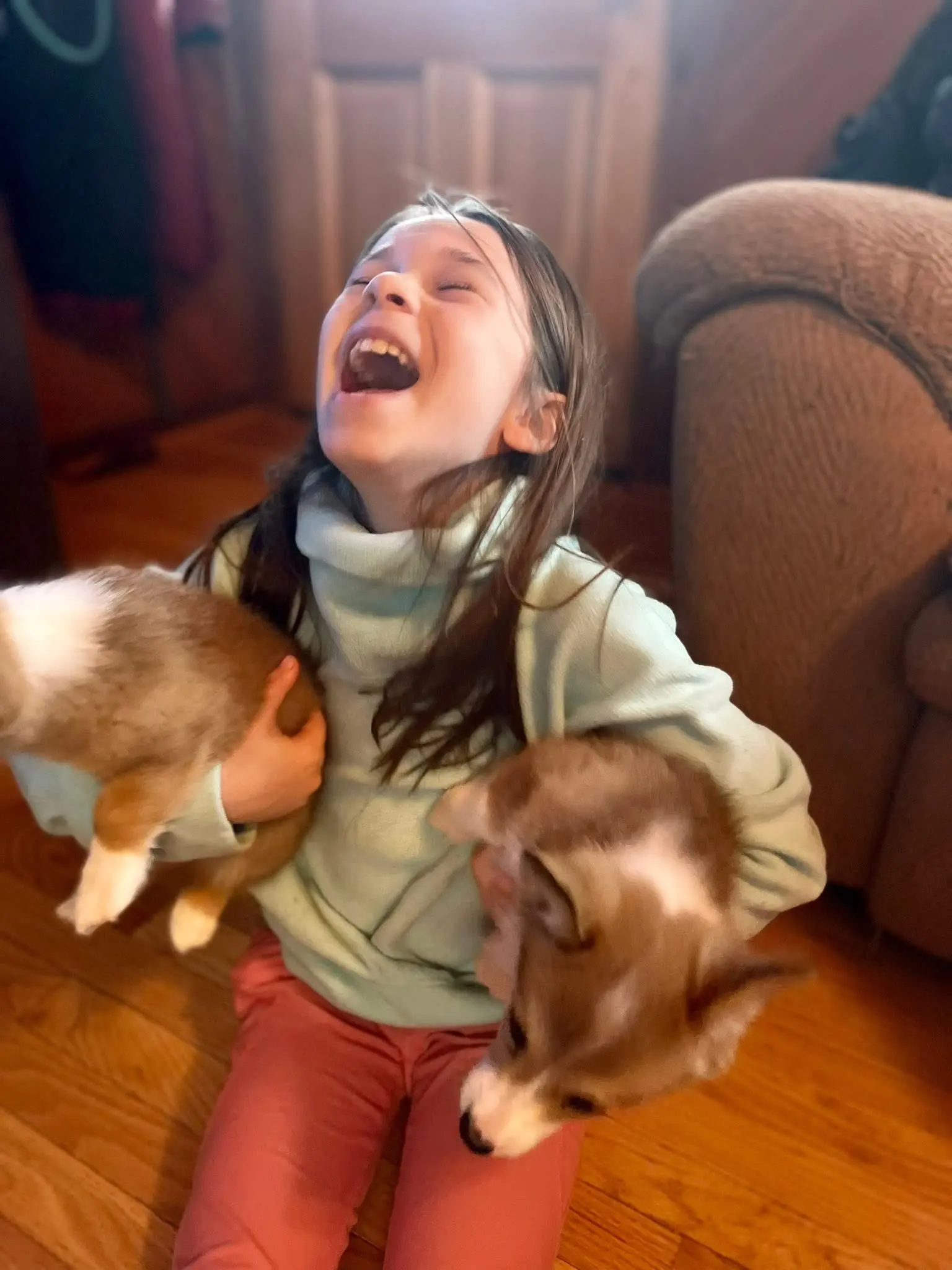 kid holding 2 pembroke welsh corgi puppies