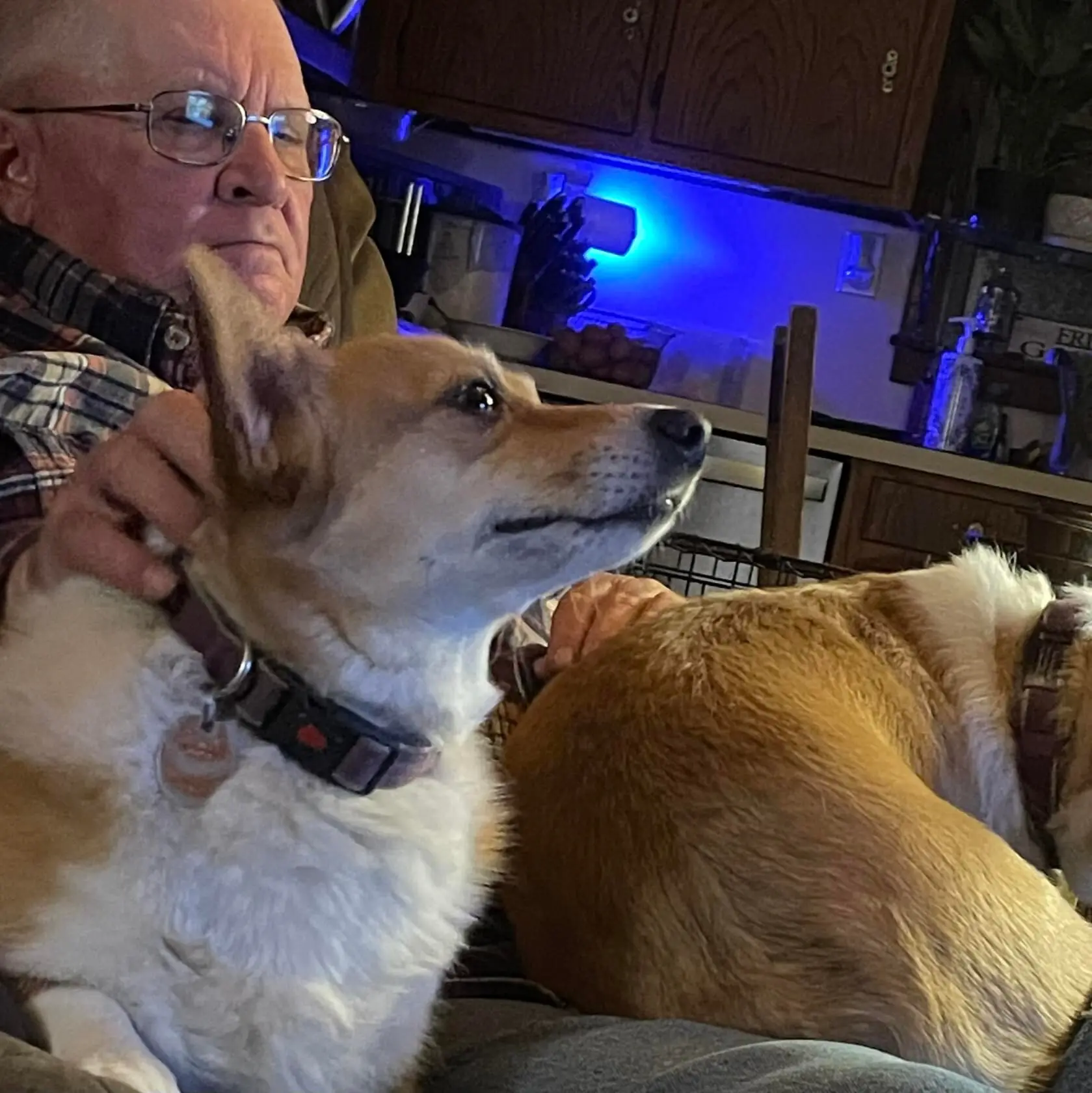 Harland with red and white corgi