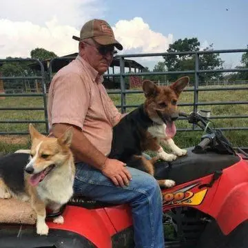 Harland with two tri-color pembroke welsh corgis