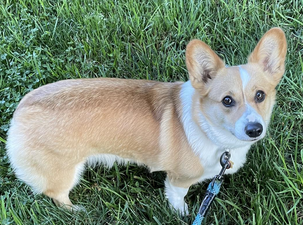 Retired female pembroke welsh corgi