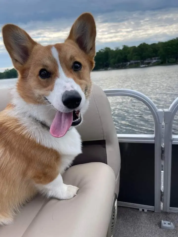 Silly Pembroke Welsh Corgi