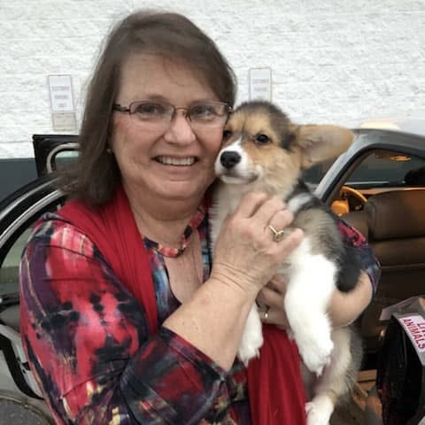 Pembroke Welsh Corgi breeder