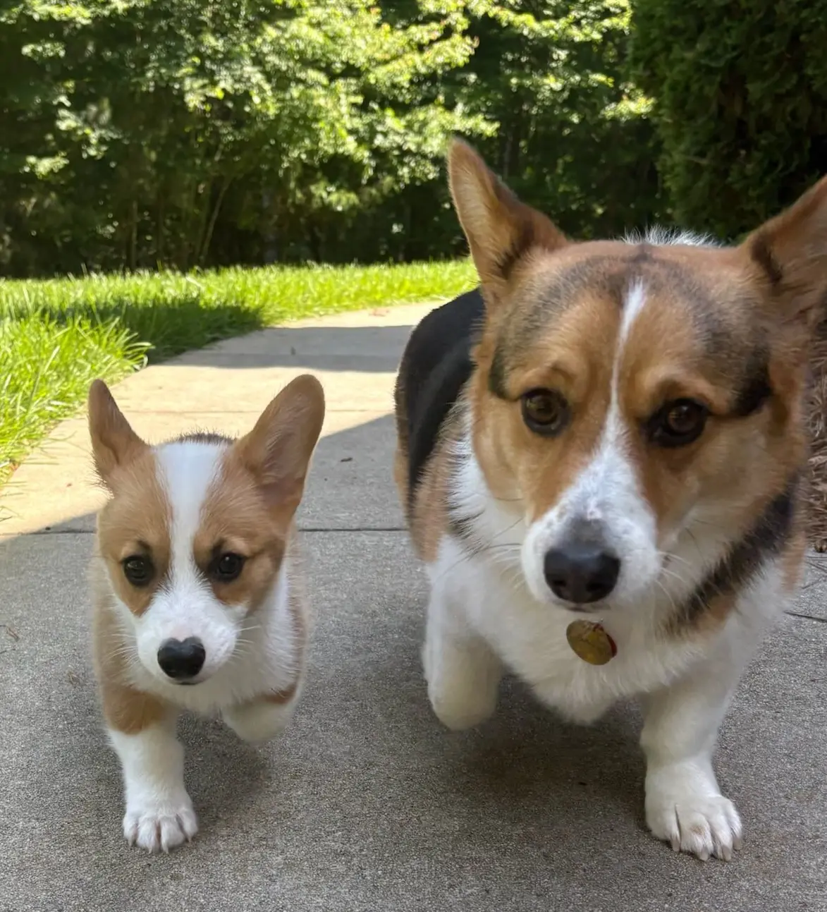 Adult tri-color pembroke welsh corgi with corgi pupppy