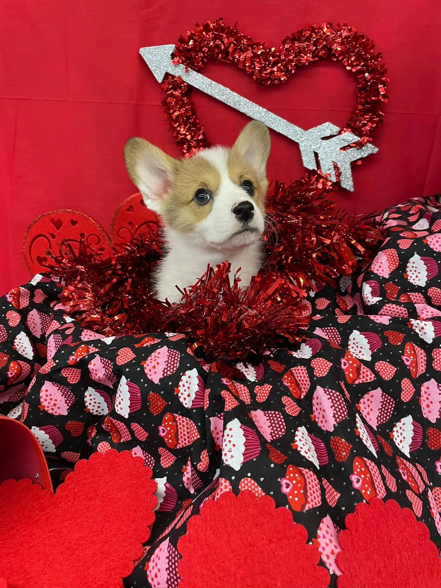 Playful Pembroke Welsh Corgi Puppy
